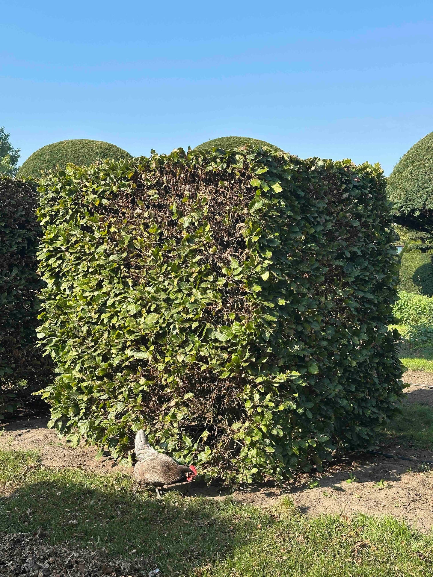 FS TOPIARY #024