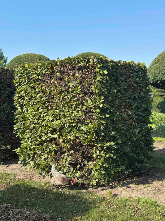 FS TOPIARY #024