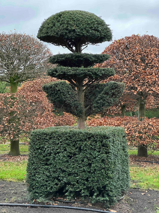 TB TOPIARY #370