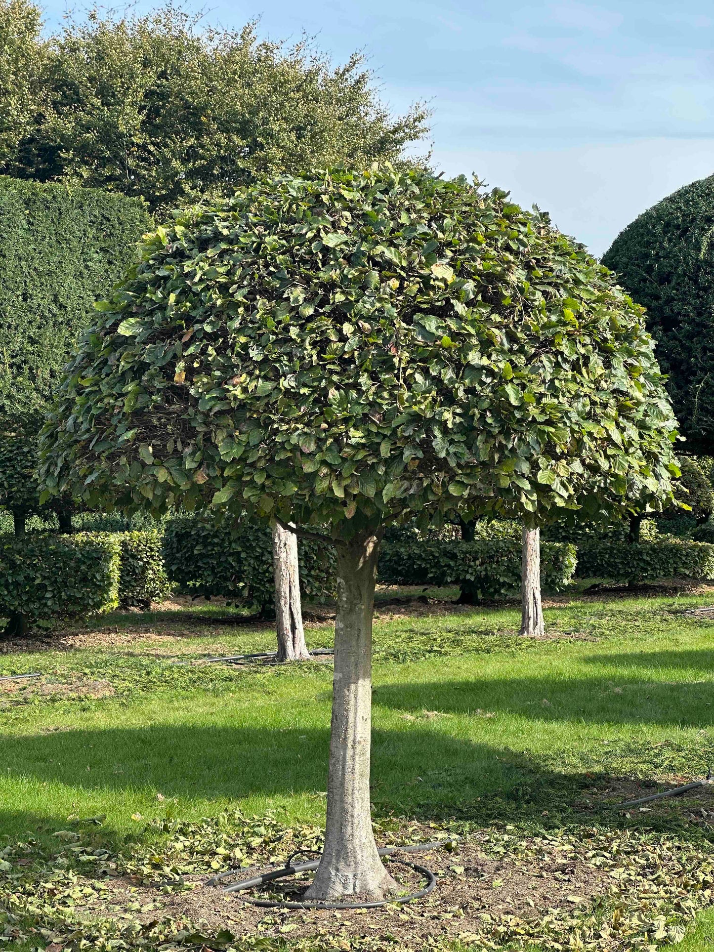 FS TOPIARY #077