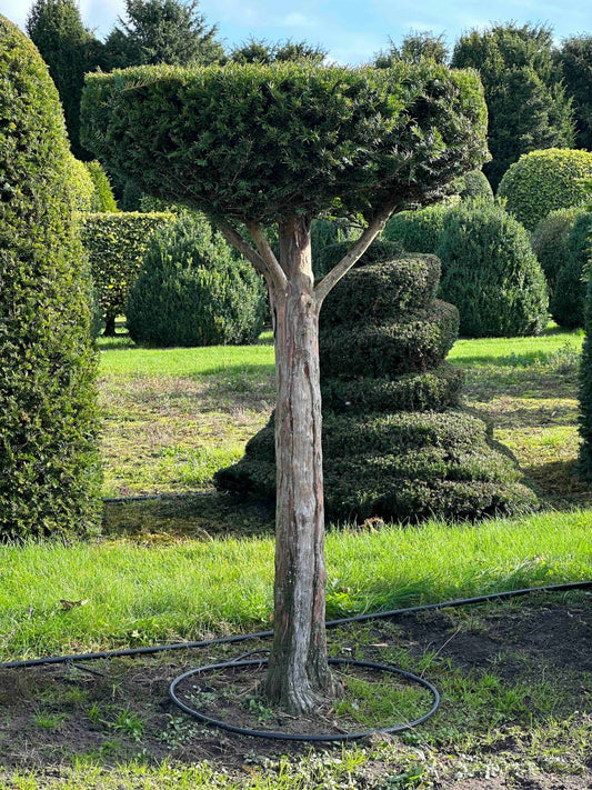 TB TOPIARY #291