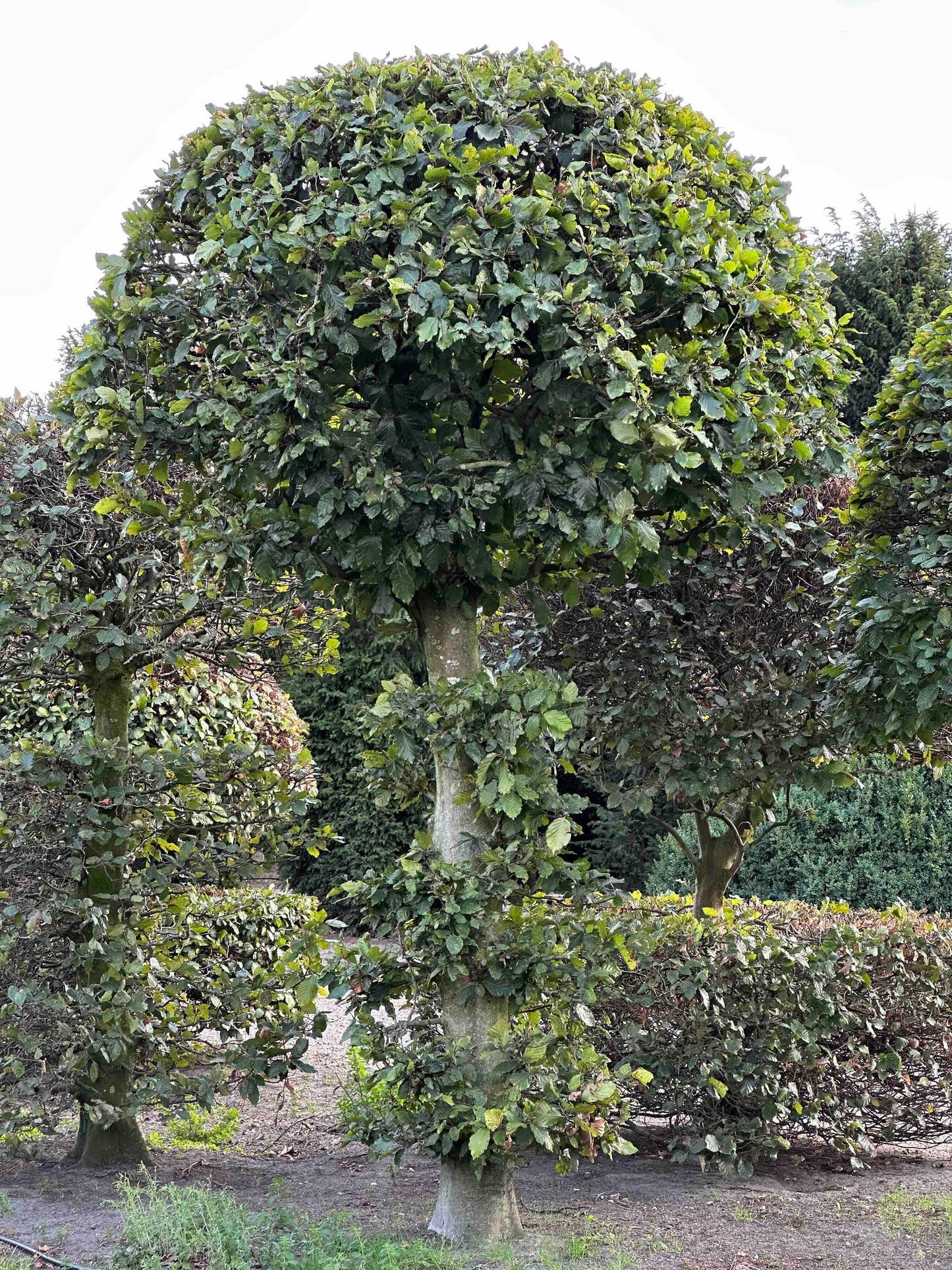 FS TOPIARY #155