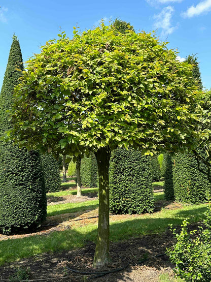 CB TOPIARY #003