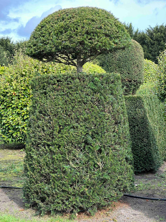 TB TOPIARY #314