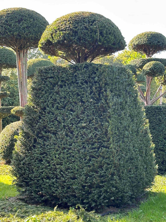 TB TOPIARY #024