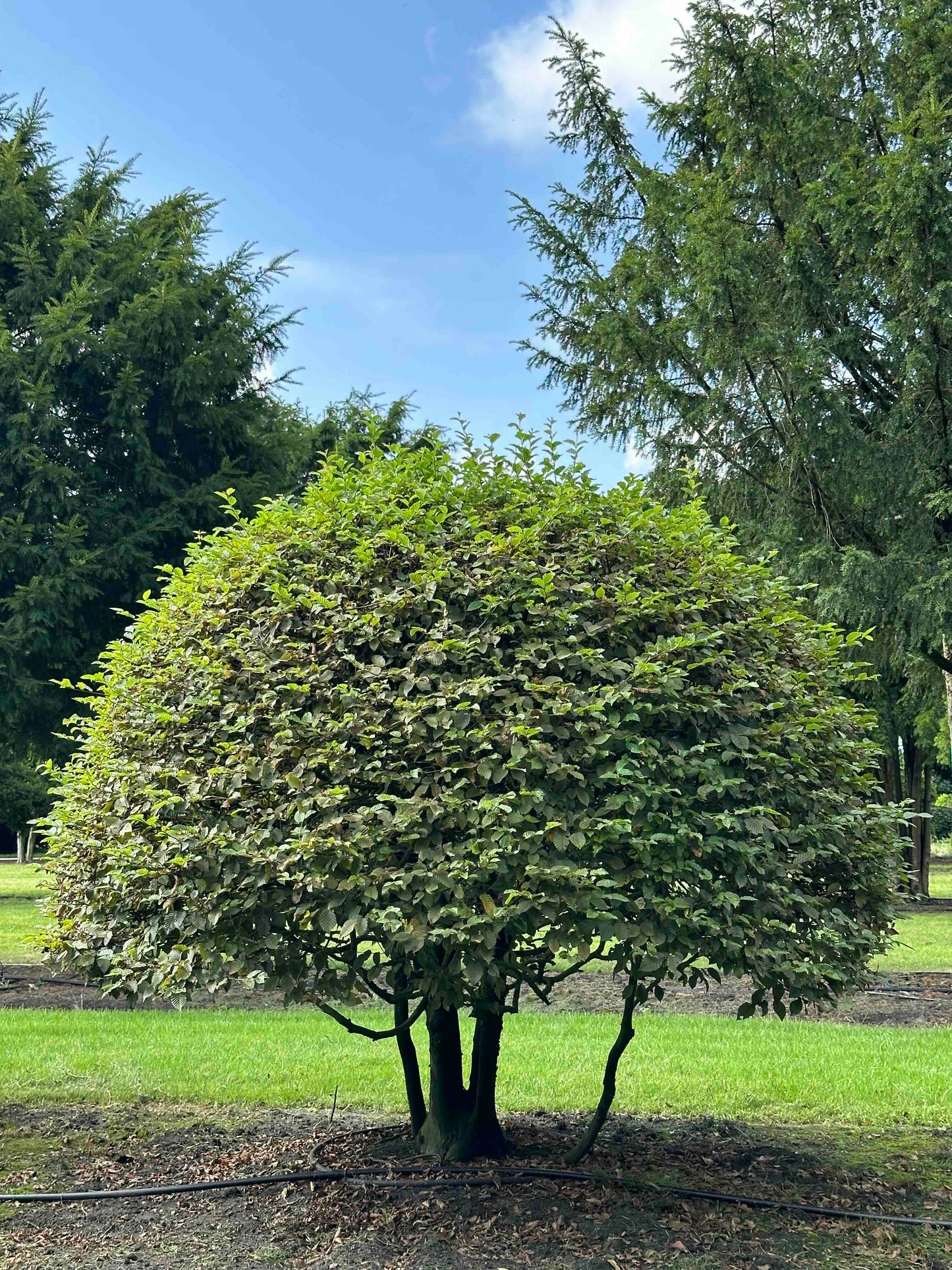 CB TOPIARY #170