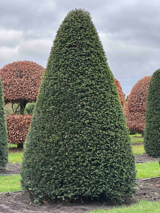 TB TOPIARY #383