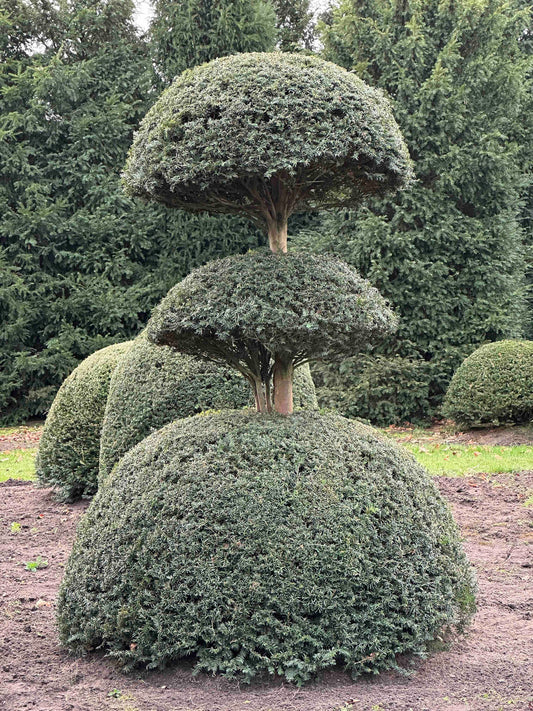 TB TOPIARY #451