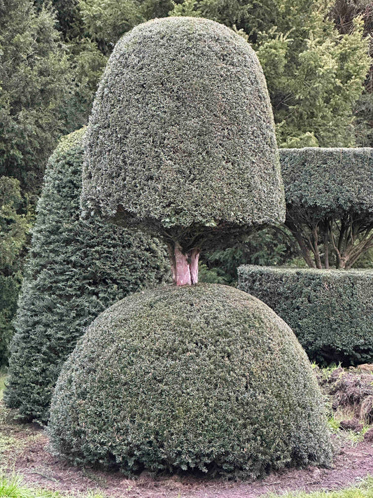 TB TOPIARY #403