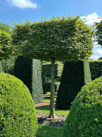CB TOPIARY #030