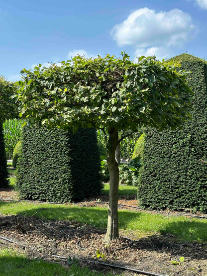 CB TOPIARY #017