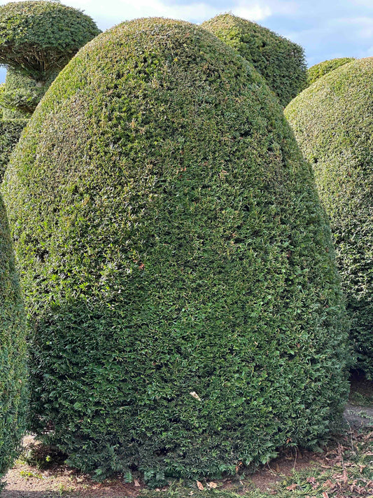 TB TOPIARY #347