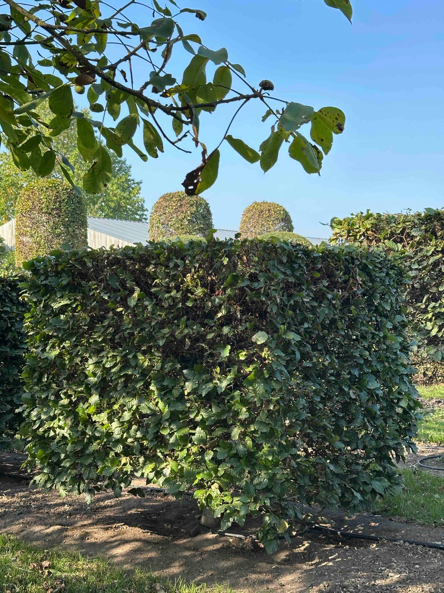 FS TOPIARY #004