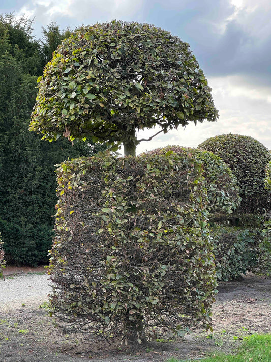 FS TOPIARY #160