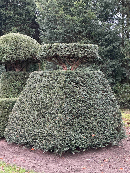 TB TOPIARY #480