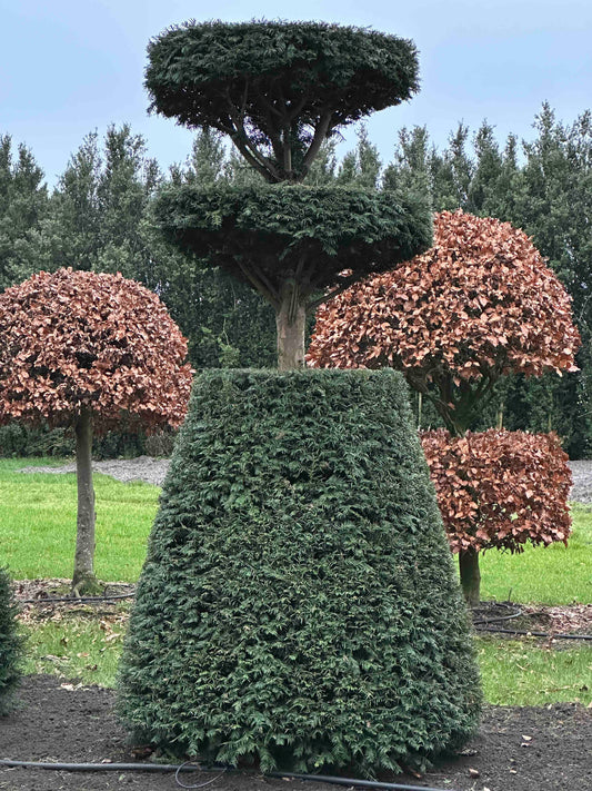 TB TOPIARY #254