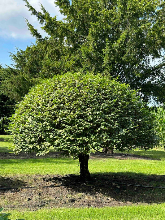 CB TOPIARY #178