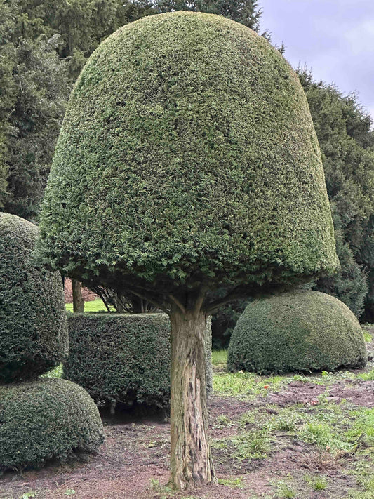 TB TOPIARY #399