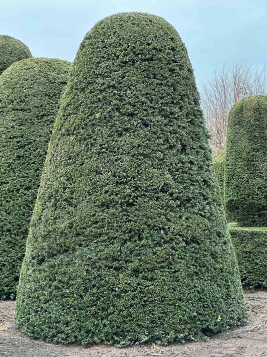 TB TOPIARY #434