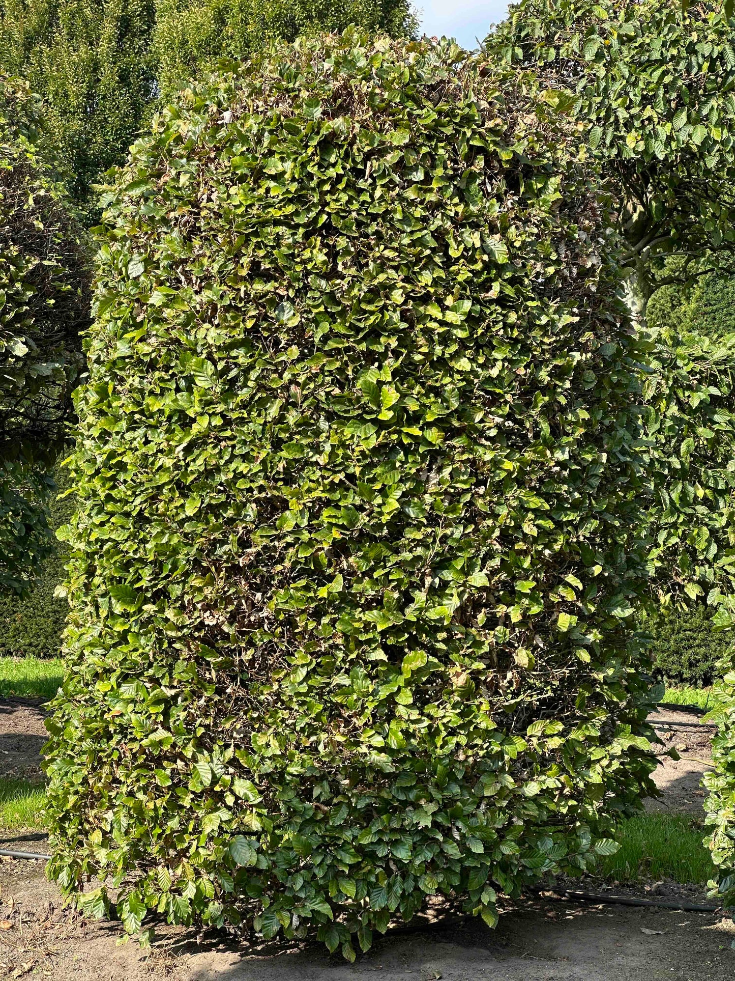 FS TOPIARY #119