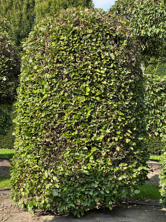 FS TOPIARY #119