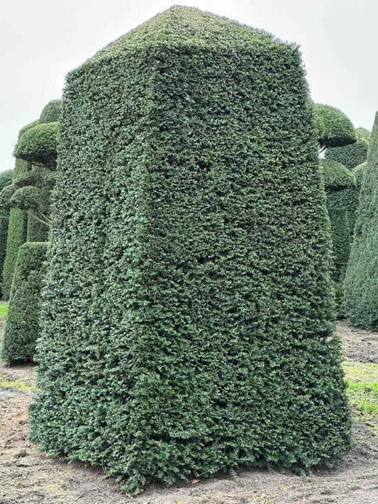 TB TOPIARY #149