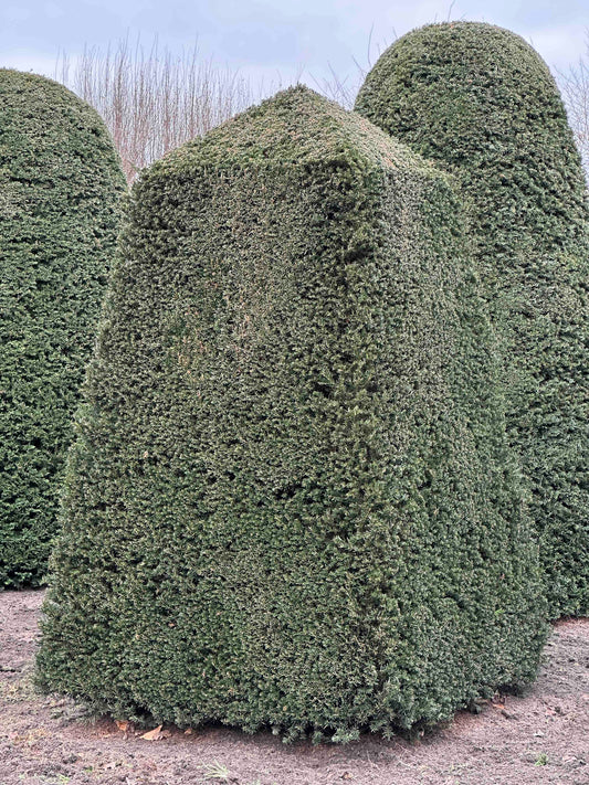 TB TOPIARY #448