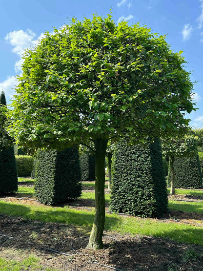 CB TOPIARY #005
