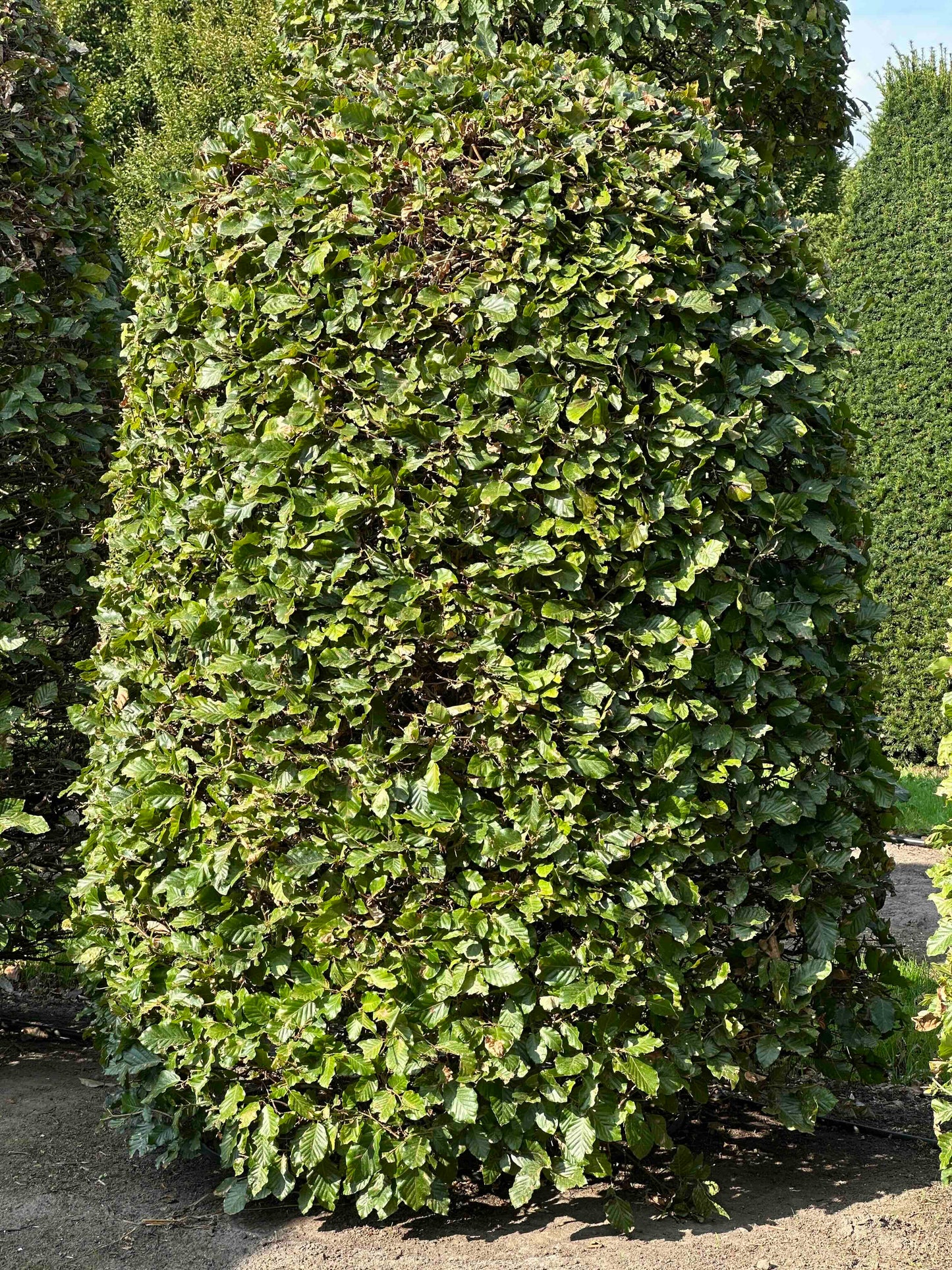 FS TOPIARY #118