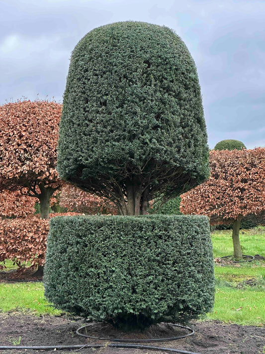 TB TOPIARY #373