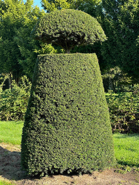 TB TOPIARY #88
