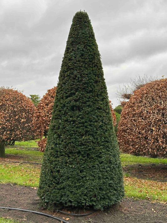 TB TOPIARY #358