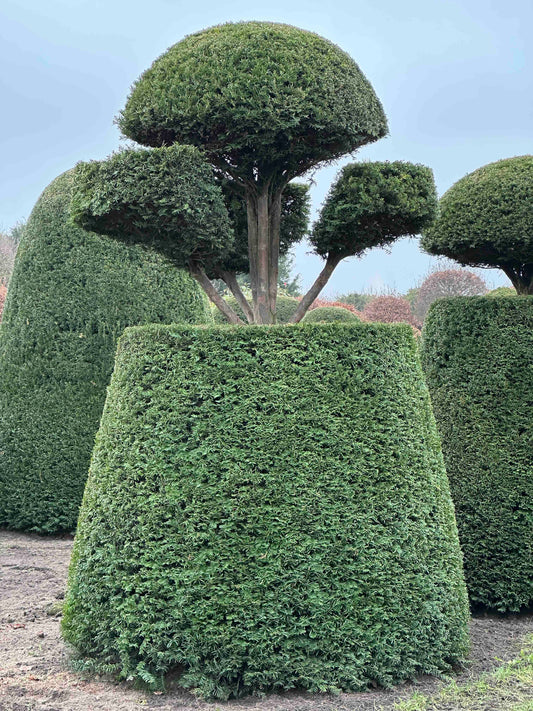 TB TOPIARY #152