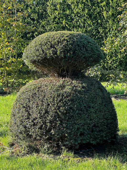 TB TOPIARY #065