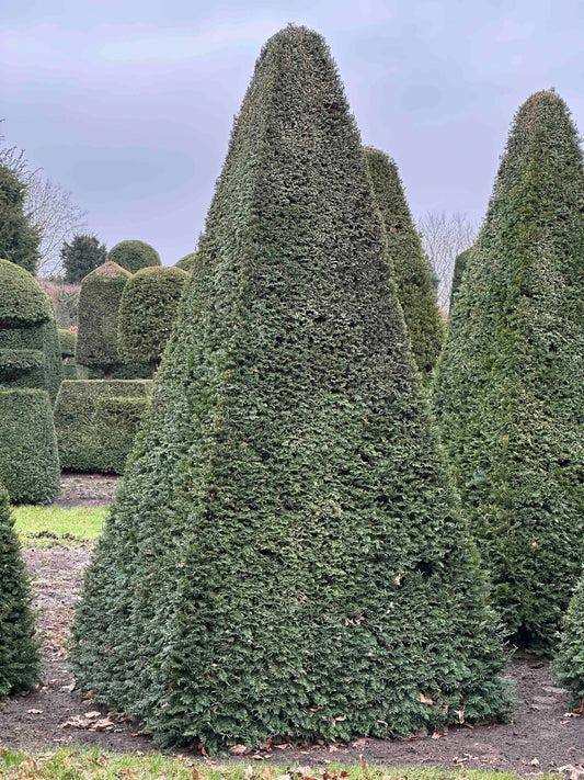 TB TOPIARY #250