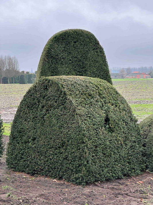TB TOPIARY #420