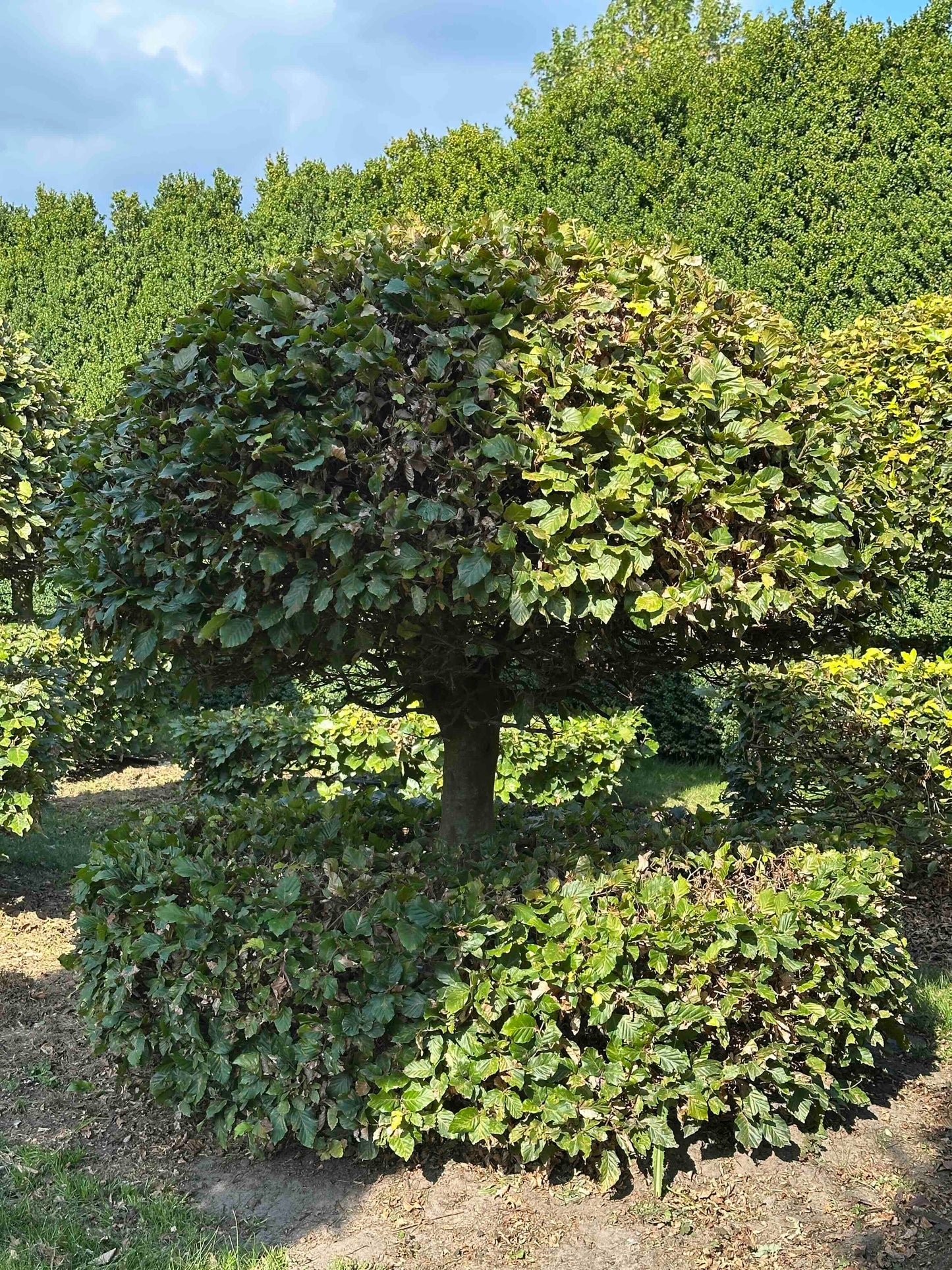 FS TOPIARY #068