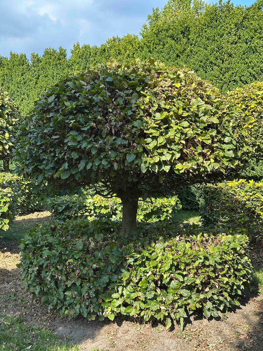 FS TOPIARY #068