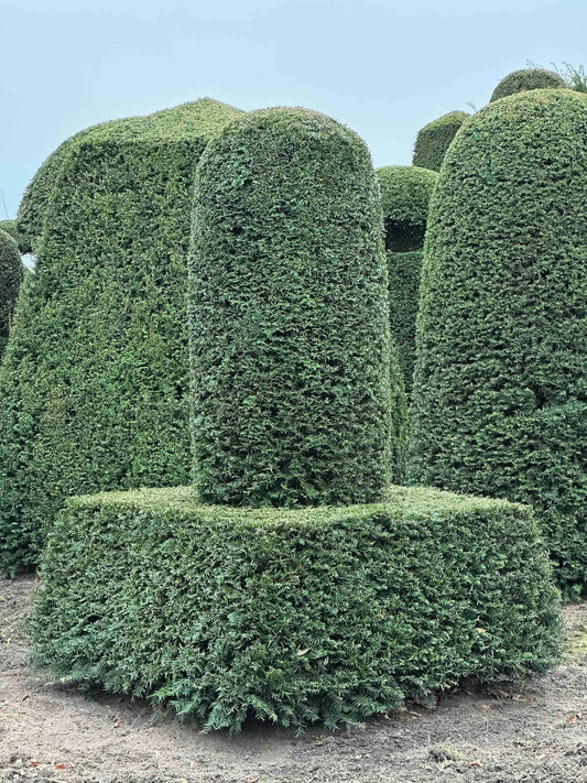 TB TOPIARY #131