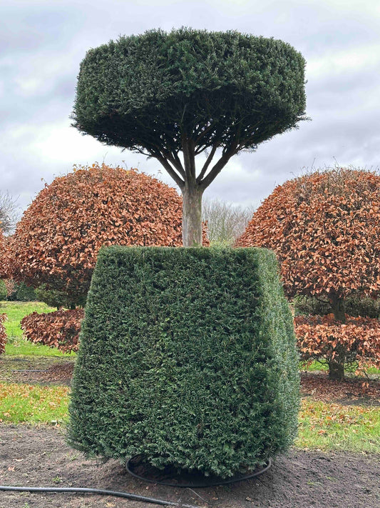 TB TOPIARY #361