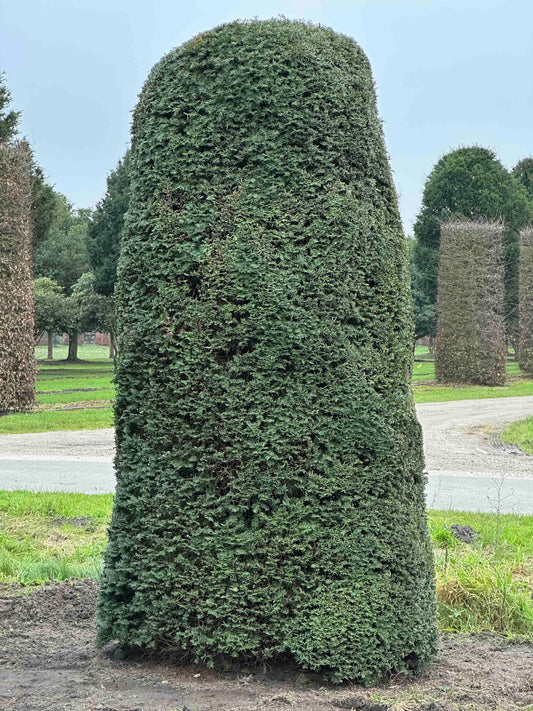 TB TOPIARY #140