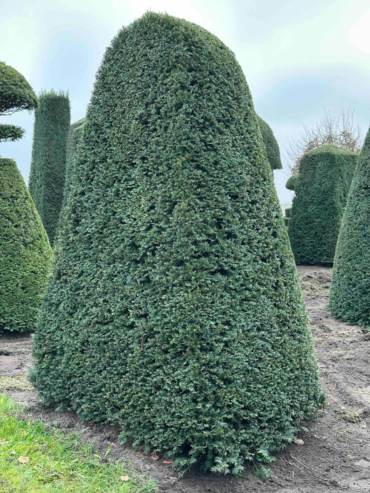 TB TOPIARY #161