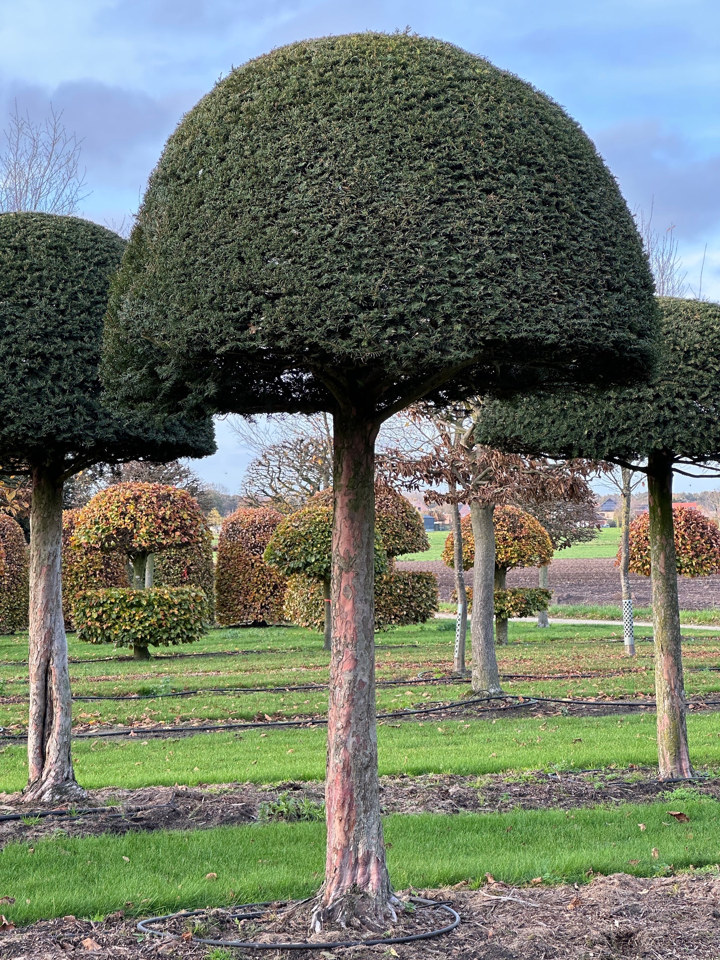 TB TOPIARY #618