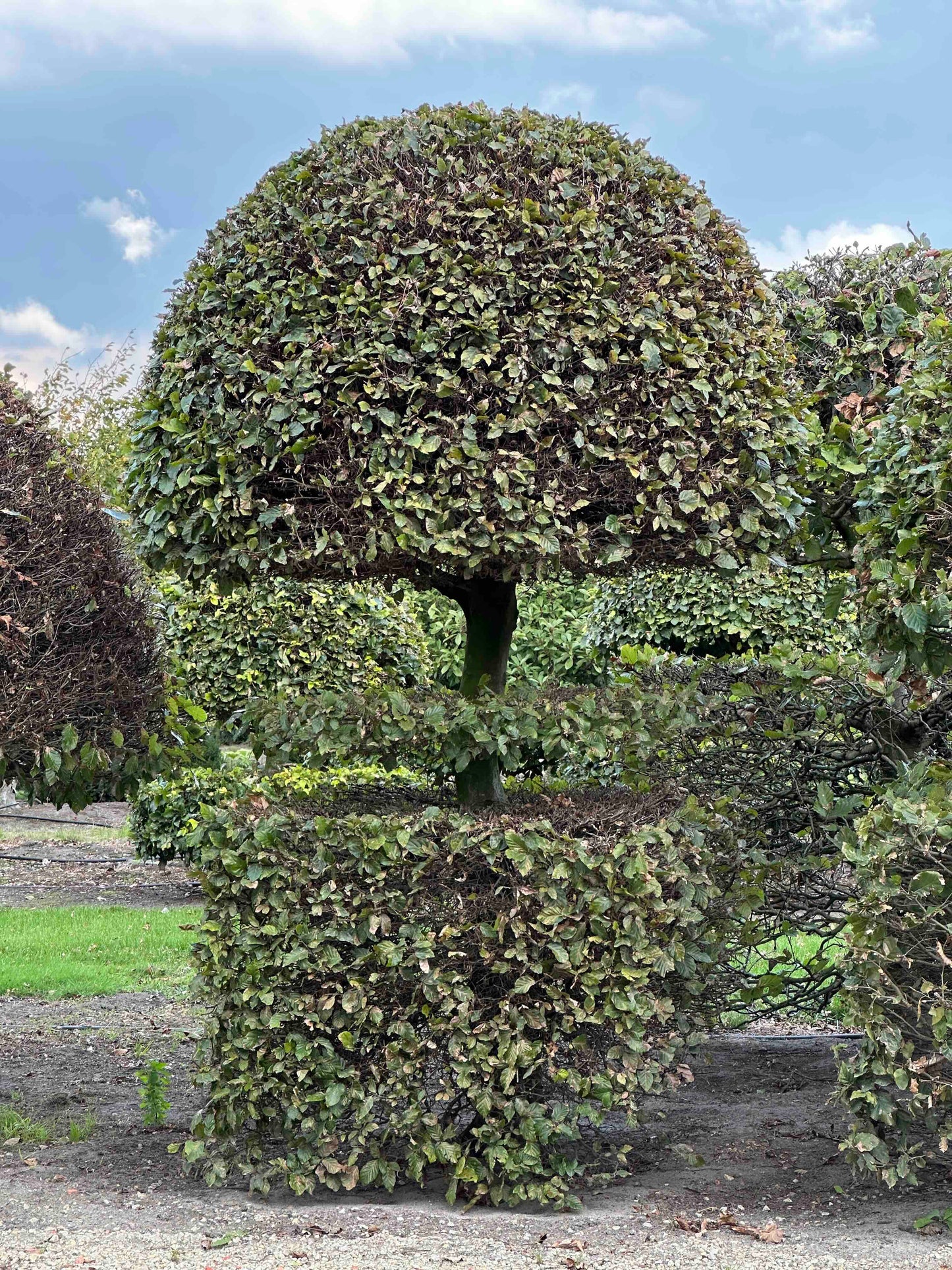 FS TOPIARY #140