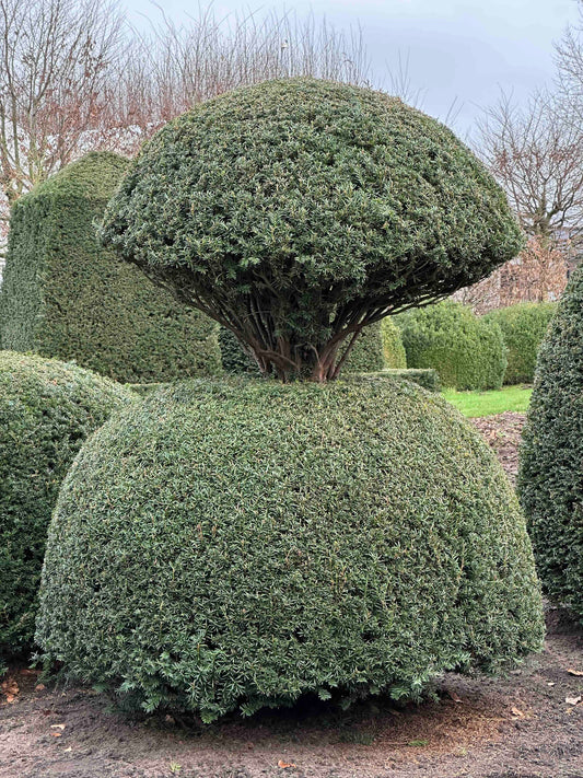 TB TOPIARY #458