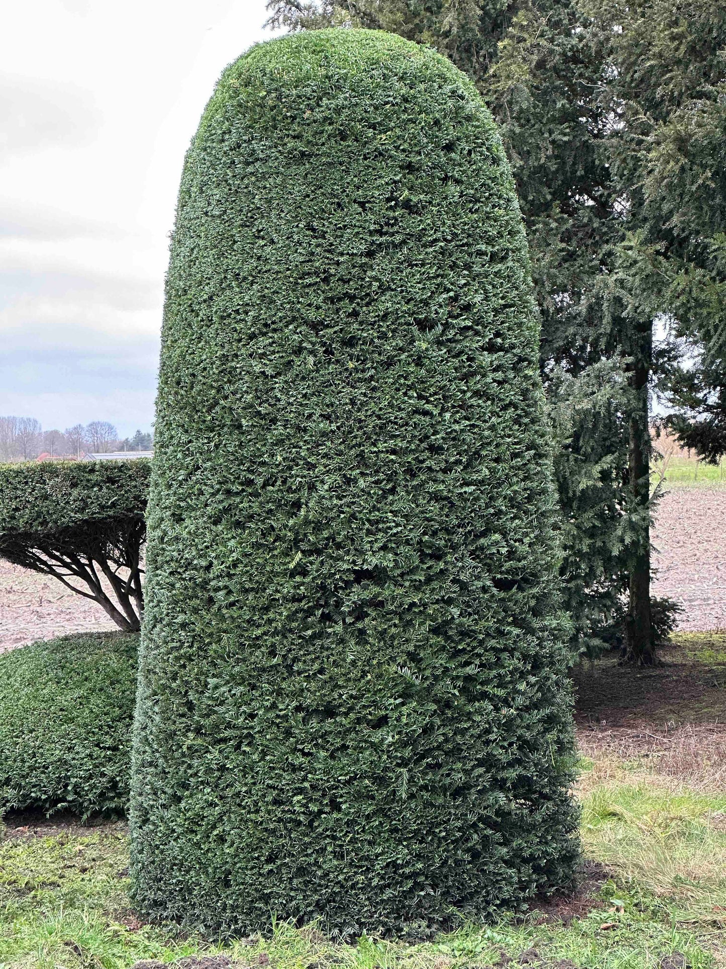 TB TOPIARY #407