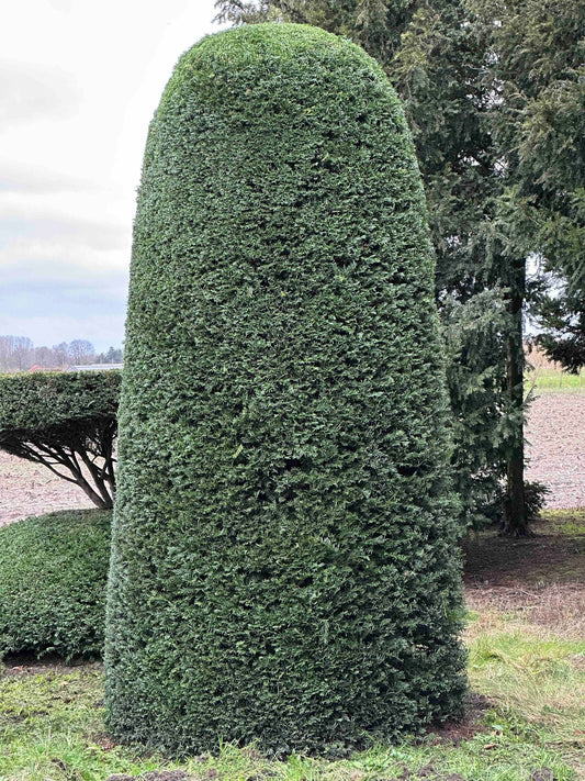 TB TOPIARY #407
