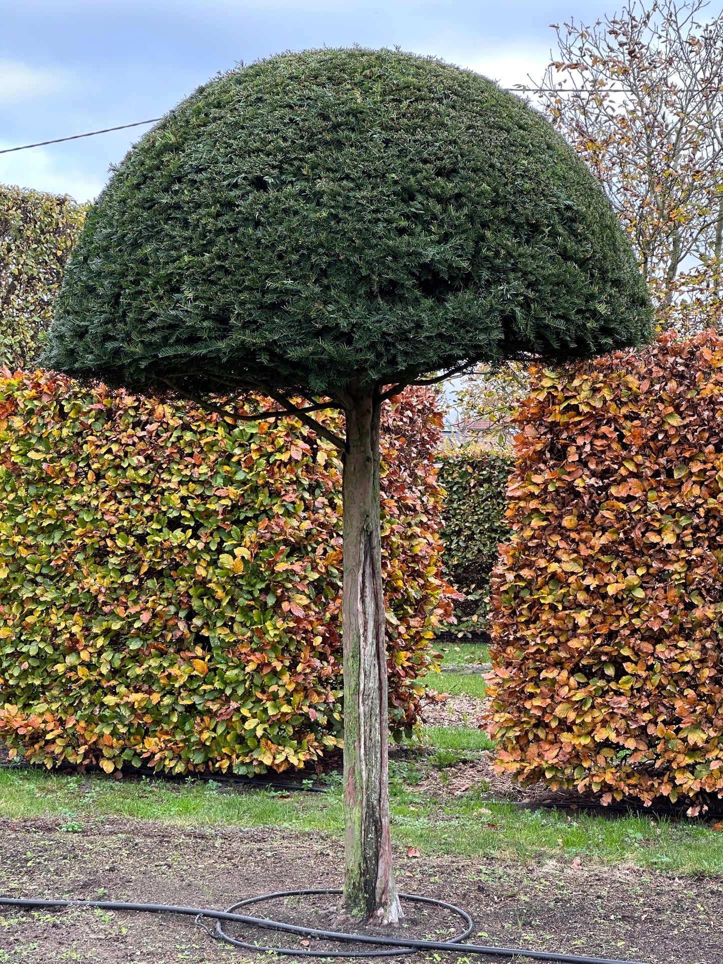 TB TOPIARY #539
