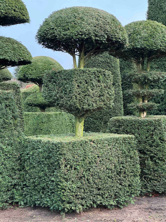 TB TOPIARY #178