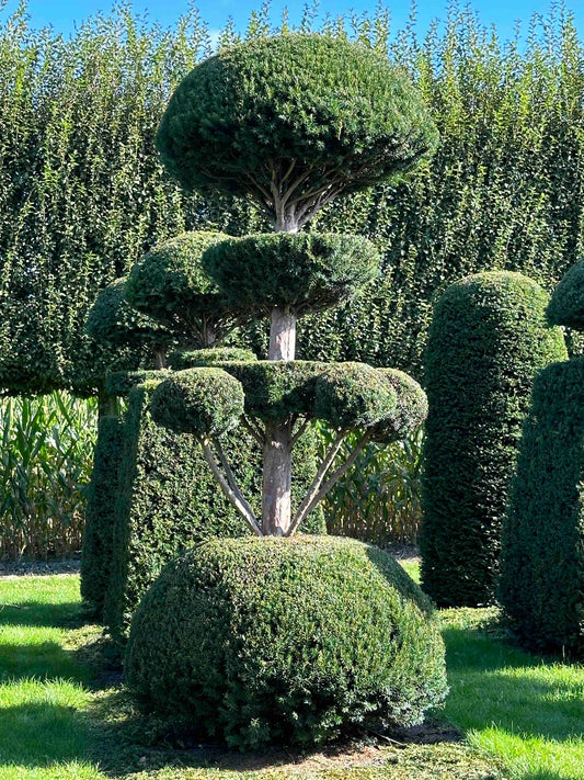 TB TOPIARY #028